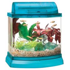 Erik, and cooze start college and pledge the beta house fraternity, presided over by none other than legendary. How To Properly House Betta Fish Home 7 Steps Instructables