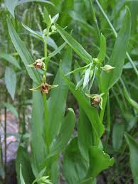 Image result for Epipactis africana