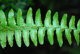 Image result for Arthropteris anniana