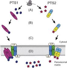 Camel through the eye of a needle. Structural Biology Of The Import Pathways Of Peroxisomal Matrix Proteins Sciencedirect