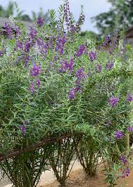 Image result for Antizoma angustifolia