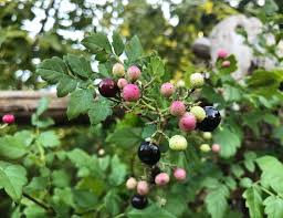 Image result for Vitaceae