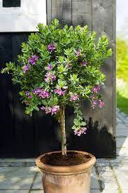 Image Result For Polygala Myrtifolia Flower Pots Garden Plants Uk Trees To Plant