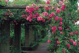 Plant a mandevilla around a hummingbird feeder,; Vines For Arches And Pergolas Hgtv