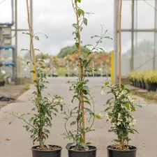 Image result for Trachelospermum jasminoides