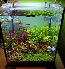 Pn Aquascape Bettafish Aquarium Fish Fishtank Tropicalfish Freshwater Bonsai Aquariumfreshwater Aquariumfi Aquarium Design Aquarium Aquarium Fish Tank