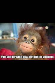 Pin By Penny Henson On Meme Happy Animals Funny Animal Pictures Smiling Animals