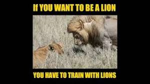 If You Want To Be A Lion You Have To Train With Lions Yousaf Tv Short Shorts Lion Youtube