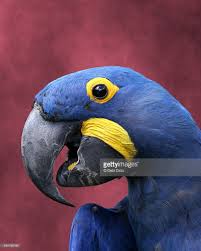 Black Bird With Blue Head And Neck A Close Up Left Profile Head Shot Of A Hyacinth Macaw Showing The Blue Macaw Macaw Macaw Parrot