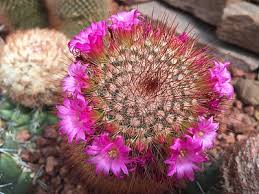 Ada banyak tempat wisata yang mungkin tidak bisa kamu kunjungi di musim hujan sehingga sebaiknya kamu berkunjung pada musim kemarau (pertengahan tahun). Foto Gratis Bunga Chiang Mai Thailand Warna Warni Alam Tanaman Kelopak Hippopx