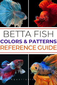 Betta Fish Reference Guide For Colors And Patterns In 2020 Betta Betta Fish Types Betta Fish