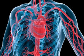 Top 10 What Are The Heaviest Organs In The Human Body Bbc Science Focus Magazine You can also upload and share your favorite human heart wallpapers. the heaviest organs in the human body