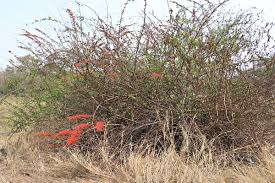 Image result for Combretum microphyllum