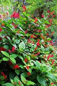 Shop red shrubs at target™. Firespike Odontonema Strictum Crimson Flowers Easy To Grow Spain Info