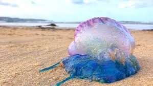 Jellyfish have long been a stinging fact of life at the jersey shore, but lately some dangerous species have been making their way to the area. Deadly Man O War Jellyfish Filmed On Cornwall Beach Daily Mail Online