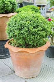 Plants in pots are provided in mini pots, tubestock and super tubes. Evergreen Container Plants Learn About Container Grown Evergreens