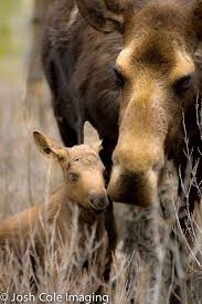 Thanks For Visiting Beautiful Mother Nature Sometimes People Put Up Walls Not To Keep Others Out But To See Wh Moose Pictures Animals Beautiful Animals Wild