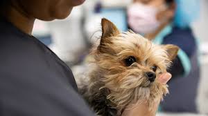 Maybe you would like to learn more about one of these? Caring For Sick And Dying Animals Can Cause Compassion Fatigue Shots Health News Npr