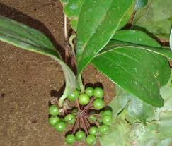 Image result for Smilax anceps