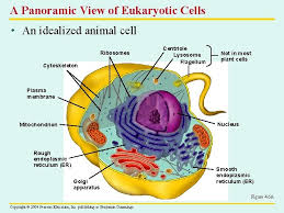 Primary cilia are found on most animal cells. A Tour Of The Cell Structure And Function