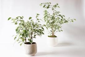 Di jepang, bunga krisan sering dijadikan campuran teh dan dipercaya lebih nikmat dan wangi. 43 Macam Tanaman Hias Indoor Dan Outdoor Tukang Taman Surabaya Jasa Taman Surabaya