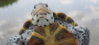 They're a 'middle ground' between a tortoise and a turtle, as they will spend about half of their time on land and half in the water. Bill To Reclassify Terrapins As Non Game Species