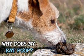 Why Does My Dog Eat Dog Poop? - Miami Pet Concierge