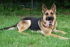 German shepherd puppy in patna. German Shepherd Dog Shop In Ranchi