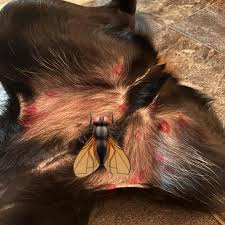 Image result for cuterebriasis in dogs