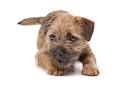 Border Terrier Puppies for Sale - DogsNow