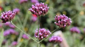 Image result for foto verbena