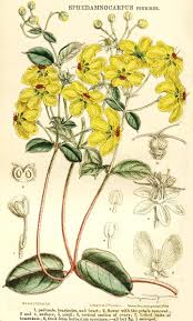 Image result for Sphedamnocarpus pruriens