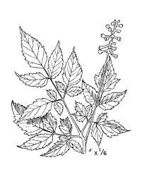 Image result for Pouchetia baumanniana