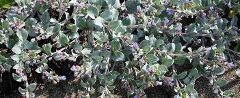 Mertensia species mertensia maritima name synonyms mertensia maritima f. Mertensia Species Gray Oysterleaf Oyster Plant Mertensia Maritima