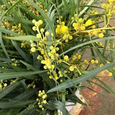 Hours may change under current circumstances Production Selection M M Cut Flora Wholesale Florist In Denver Co