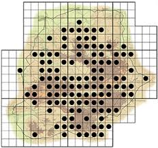 Image result for Ochna pulchra