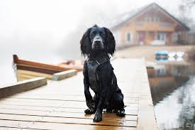 200+ holiday log cabins & log cabin homes to rent from only £115/week. Dog Friendly Holidays Uk Log House Holidays 2021 2022