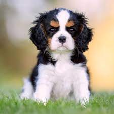 Find king charles spaniel dogs and puppies from michigan breeders. Cavalier King Charles Puppies Petland Great Lakes