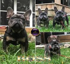 Proven reputable breeders with hundreds of healthy purebred puppies for sale! Champion Puppy Purebred French Bulldog Puppies For Sale Facebook