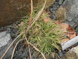 Image result for Pentameris