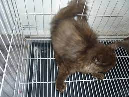 Diare atau mencret adalah buang air besar yang tidak berbentuk atau lembek banyak mengandung air, biasanya dengan peningkatan jumlah dan frekuensi. Kucing Utara Kenapa Kucing Berak Berdarah