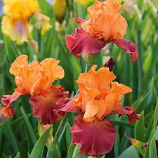Our family owned farm grows over 400. Iris Germanica Lovely Senorita White Flower Farm