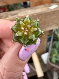 Image result for Euphorbia platycephala