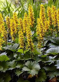 It does best in partial shade, but is quite. Perennial Flowers For Shade Garden Gate