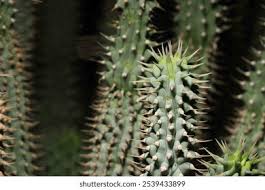 Image result for Kalaharia uncinata