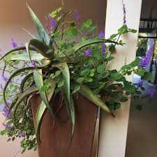 Click here for the combination essences. South African Indigenous Indoor Plants Random Harvest News