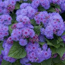 Pin On Ageratum Flowers
