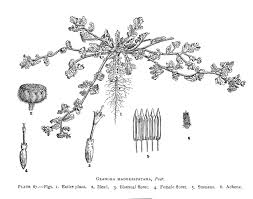 Image result for Grangea maderaspatana