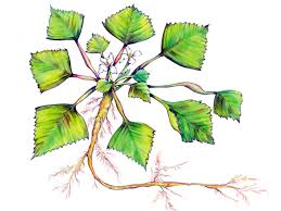 Image result for Trapa