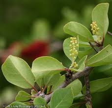 Image result for Terminalia prunioides